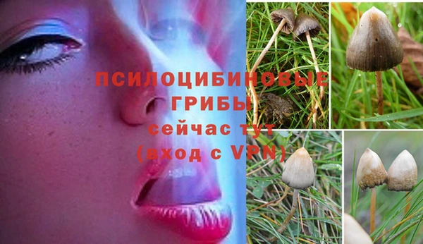 дживик Ельня